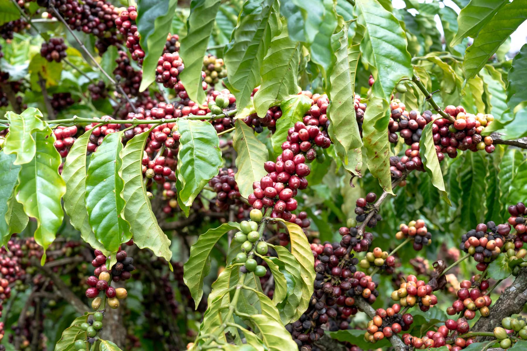 枝で熟したコーヒーチェリー