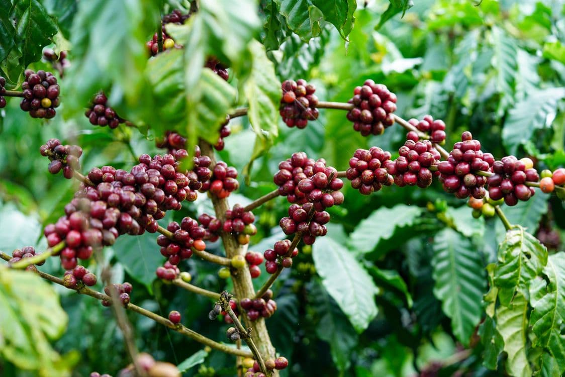 コーヒーノキの植物学:分類から見えることの学習用イメージ